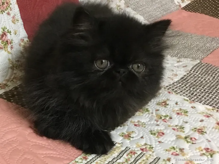 ID：2109-02408の子猫