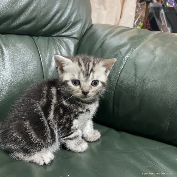 ID:2305-02918の子猫