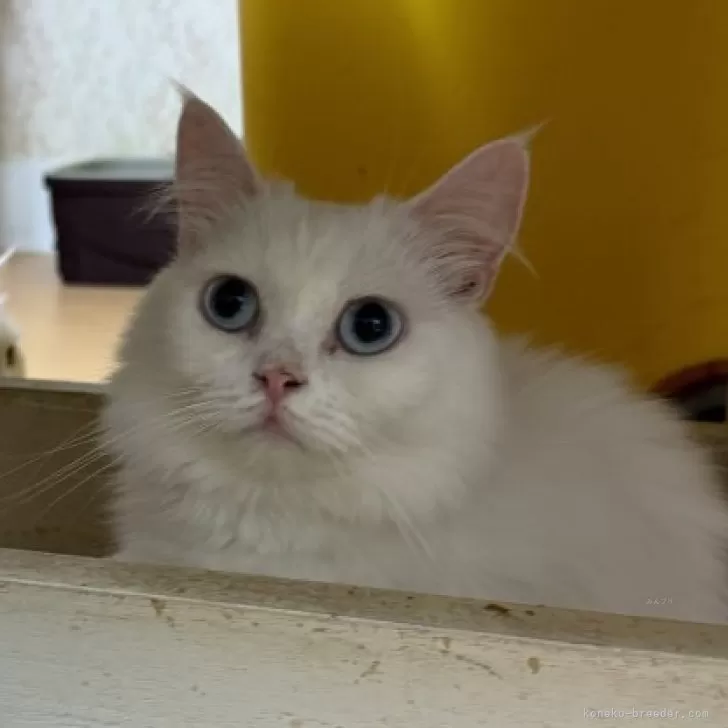 ID：2407-03340の子猫