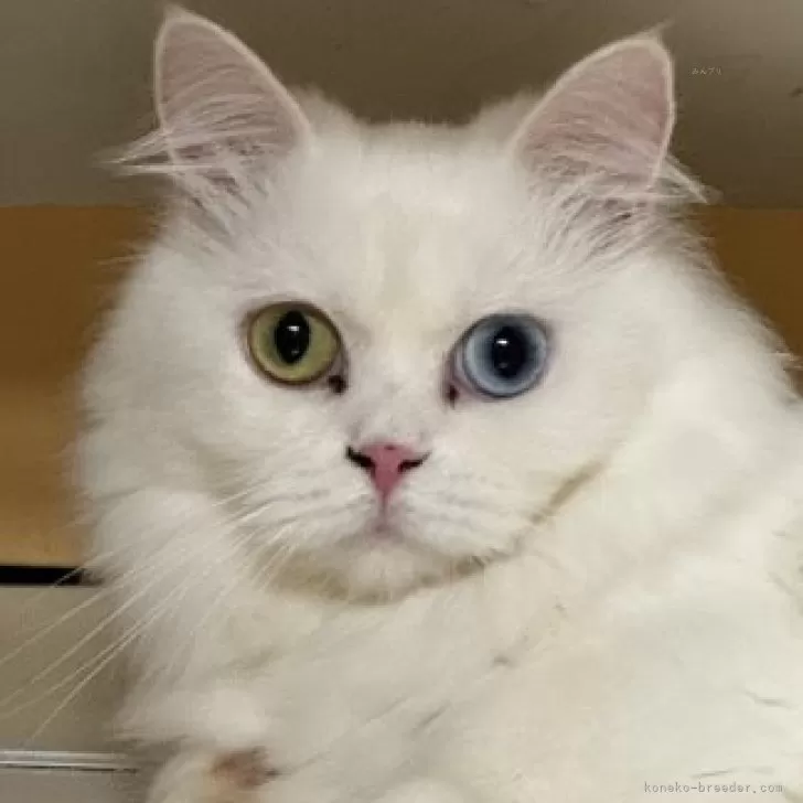 kokoro 様のお迎えした子猫