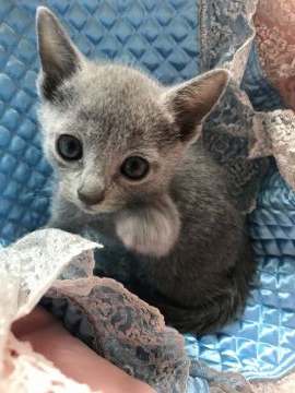 ロシアンブルー【東京都・男の子・2020年4月15日・ブルー】の写真「両親CFA チャンピオン。可愛い〜！」