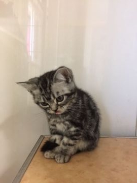 アメリカンショートヘア【東京都・女の子・2019年1月21日・シルバータビー（毛質優秀）】の写真「凛々しいお顔の美人さんです。頭も良くお利口さん」