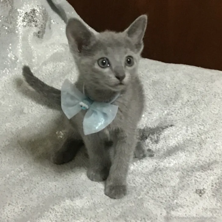 ID:2210-00627の子猫