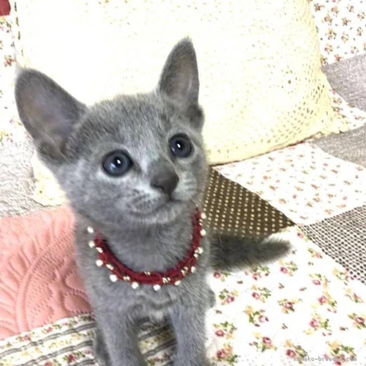 ID：2210-00609の子猫