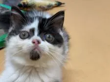 マンチカン(長足)【東京都・女の子・2021年6月8日・ブラックアンドホワイト】の写真2「８・14撮影」