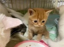 マンチカン(長足)【東京都・男の子・2021年3月21日・レッドタビー】の写真3「４月２６日撮影」