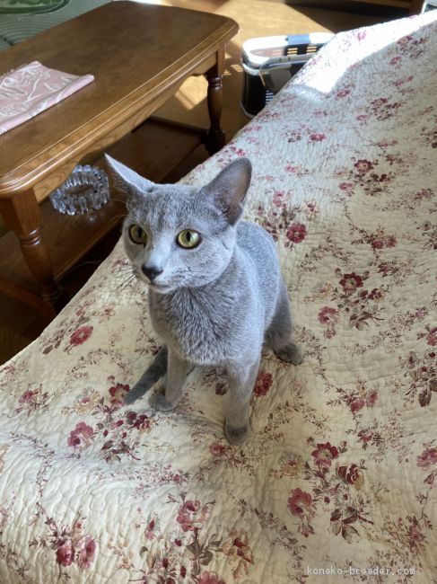 ロシアンブルー【・男の子・2019年11月27日・ブルー】