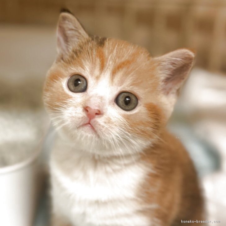 R.H 様のお迎えした子猫