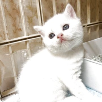 マンチカン(長足)【東京都・男の子・2025年6月29日・ホワイト（短毛）】の写真「真っ白の短毛の男の子。
目色はゴールドです。」