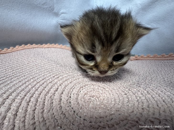 小橋川共也ブリーダーのブログ：すくすく成長中🐈