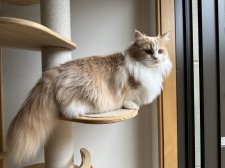 マンチカン【・男の子・2023年7月20日・クリームタビーホワイト】「今日もタワーで世界を見守るぺぺ」