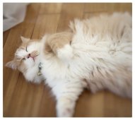 マンチカン【・男の子・2023年7月20日・クリームタビーホワイト】「ぺぺ式・究極のリラックス」