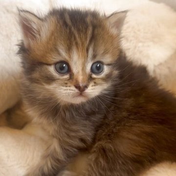 ミヌエット【沖縄県・女の子・2025年10月30日・ブラウンタビー】の写真「12月25日からお迎え可能♩」