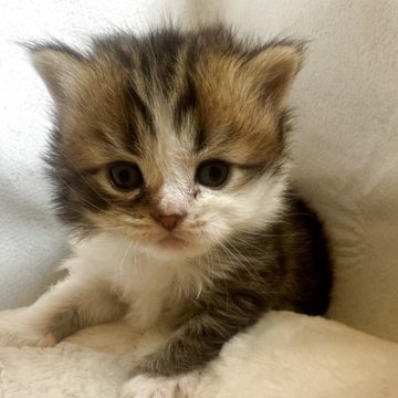 ミヌエット【沖縄県・男の子・2025年10月30日・ホワイト&ブラウン】の写真「12月25日からお迎え可能♩」