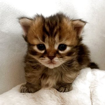 ミヌエット【沖縄県・女の子・2025年10月30日・ブラウンタビー】の写真「12月25日からお迎え可能♩」