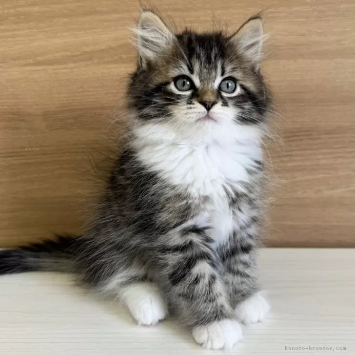 ID：2405-03470の子猫