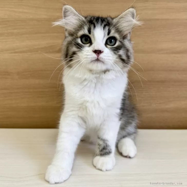 ID:2405-00745の子猫