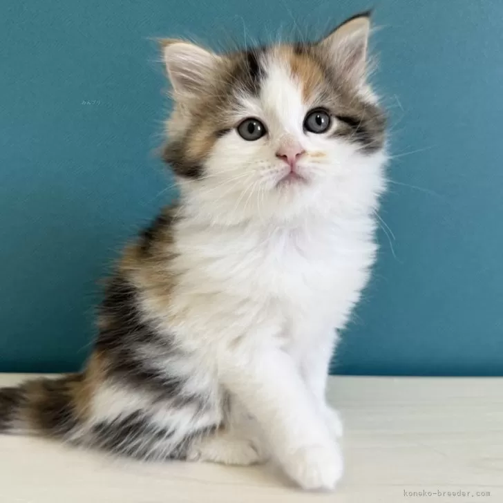 ID：2403-02070の子猫