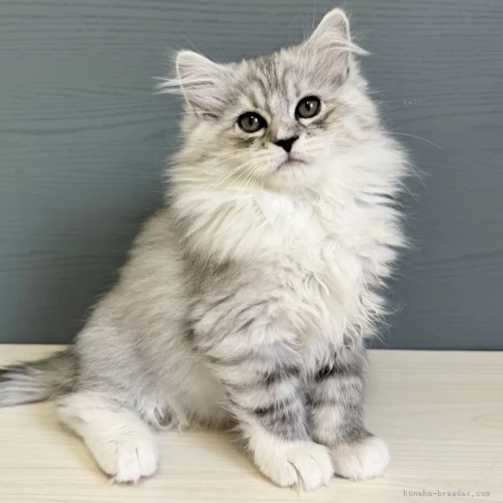 ID:2311-02565の子猫