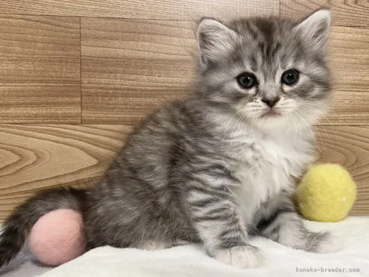 ID:2201-00563の子猫