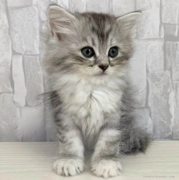 ID：2307-00408の子猫