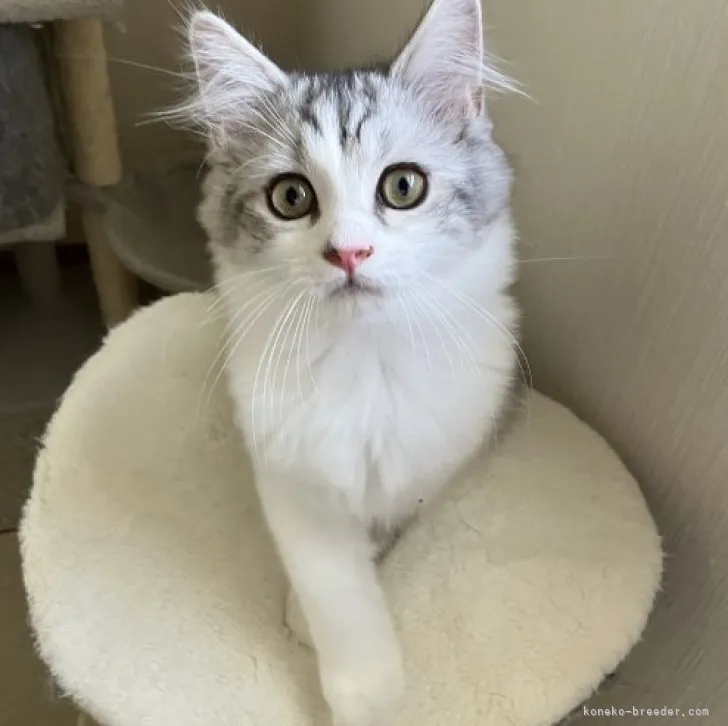 ID：2309-00432の子猫