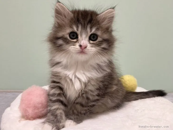 ID:2201-00559の子猫