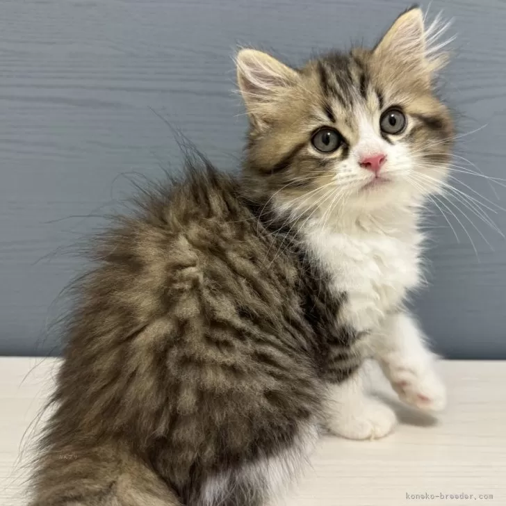 ID:2407-00039の子猫