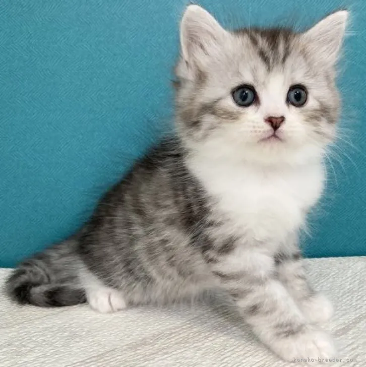 ID:2307-00409の子猫