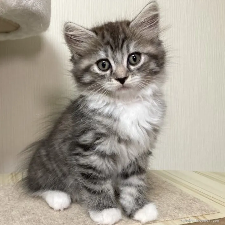 ID:2309-02063の子猫