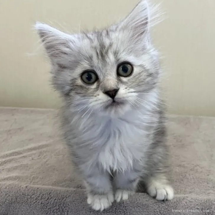 ID:2310-01400の子猫