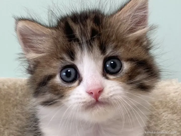 ID:2204-02142の子猫