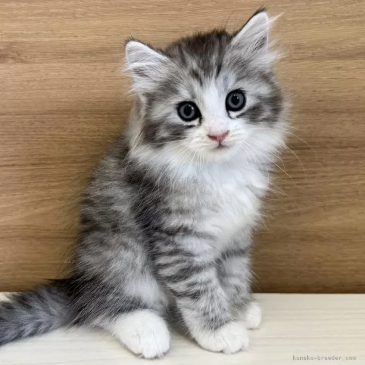 ID：2405-00751の子猫