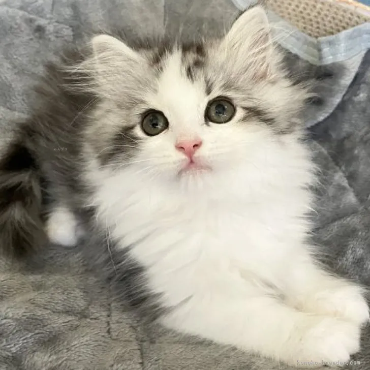 ID:2310-01396の子猫