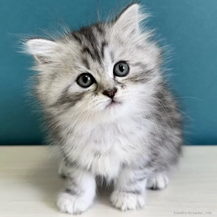 ID:2403-02069の子猫