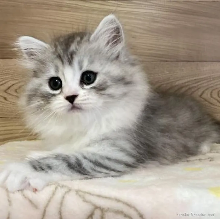 ID:2211-00422の子猫