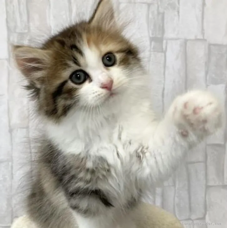 ID：2207-01487の子猫