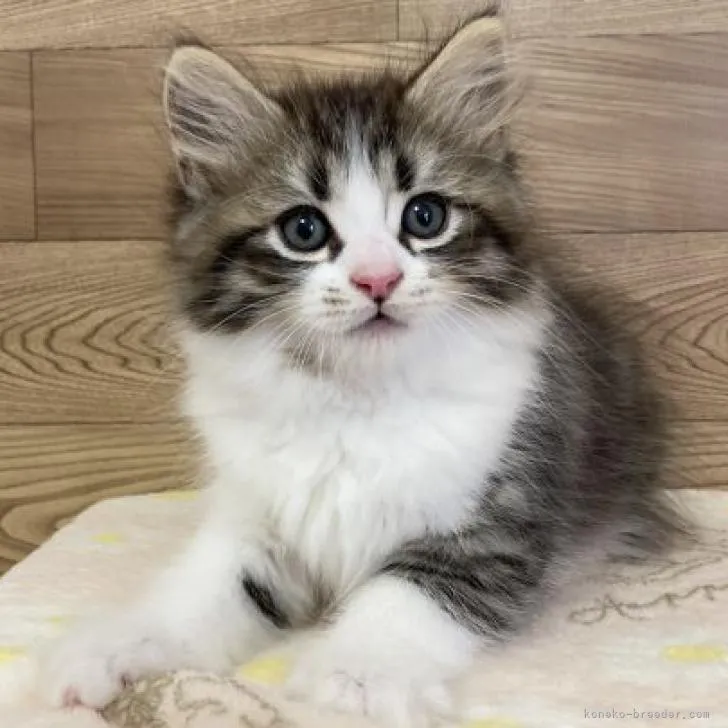 ID:2211-00414の子猫