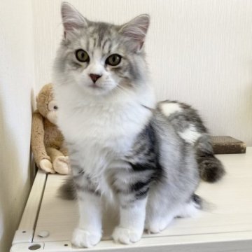 サイベリアン【千葉県・男の子・2023年6月5日・シルバータビー&ホワイト】の写真「2回ワクチン接種済み☆凛々しいイケメン君！」