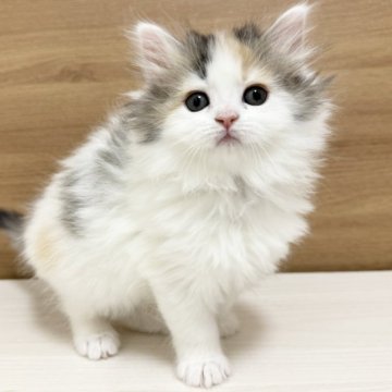 サイベリアン【千葉県・女の子・2024年1月29日・キャリコ】の写真「人見知りしない甘えん坊ちゃんです☆」