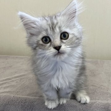 サイベリアン【千葉県・男の子・2023年9月16日・シルバータビー&ホワイト】の写真「ふわふわモコモコBaby☆」