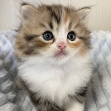 サイベリアン【千葉県・女の子・2023年9月16日・ブラウンパッチドタビー&ホワイト】の写真「ふわふわモコモコの美人さん⭐︎」
