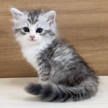サイベリアン【千葉県・男の子・2023年11月2日・シルバータビー&ホワイト】の写真「立派な骨格の男の子★」
