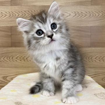 サイベリアン【千葉県・男の子・2022年9月20日・ブルータビー&ホワイト】の写真「のんびり屋さんで優しい性格のイケメン君☆」