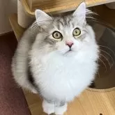 サイベリアン【千葉県・男の子・2024年4月9日・シルバータビー&ホワイト】の写真1「ピンクと黒のお鼻がかわいい♡」