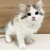 サイベリアン【千葉県・女の子・2024年1月29日・キャリコ】の写真1「大人気の三毛猫ちゃん🐾」