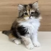 サイベリアン【千葉県・女の子・2023年11月18日・ブラウンパッチドタビー&ホワイト】の写真2