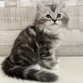 サイベリアン【千葉県・男の子・2024年1月29日・シルバータビー&ホワイト】の写真2