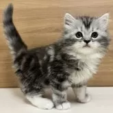 サイベリアン【千葉県・男の子・2024年1月29日・シルバータビー&ホワイト】の写真3