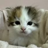 サイベリアン【千葉県・女の子・2024年1月29日・キャリコ】の写真4